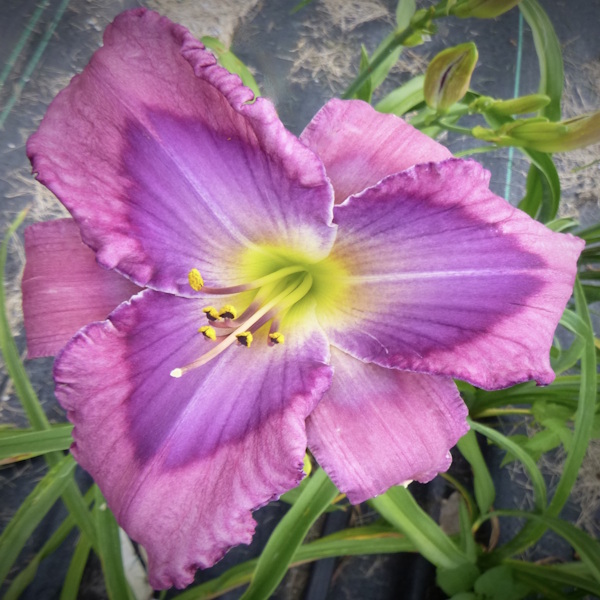 Nordic Orchid - 1 Fan Nordic Orchid - 1 Fan